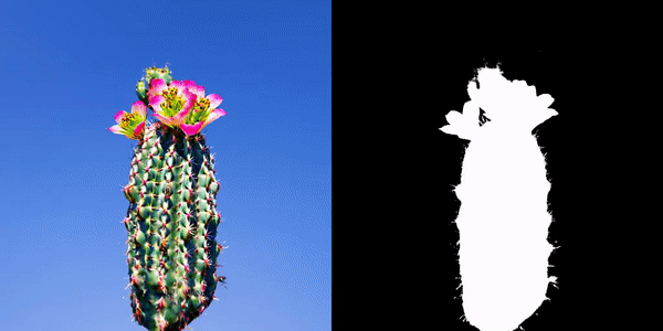 A cactus with pink flowers